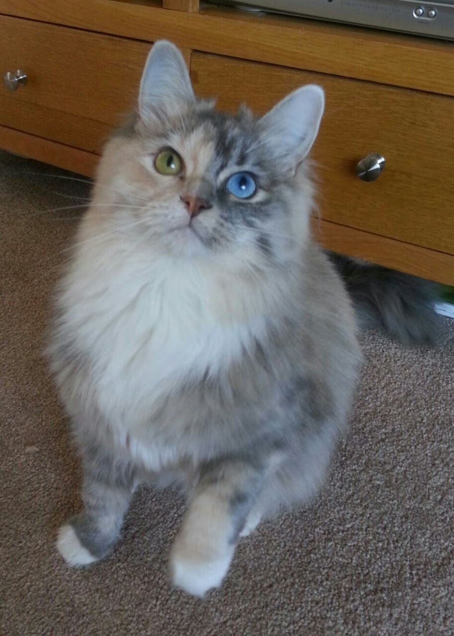 完美解题,掘金六场标准答案如何让米切尔沦为无解难题