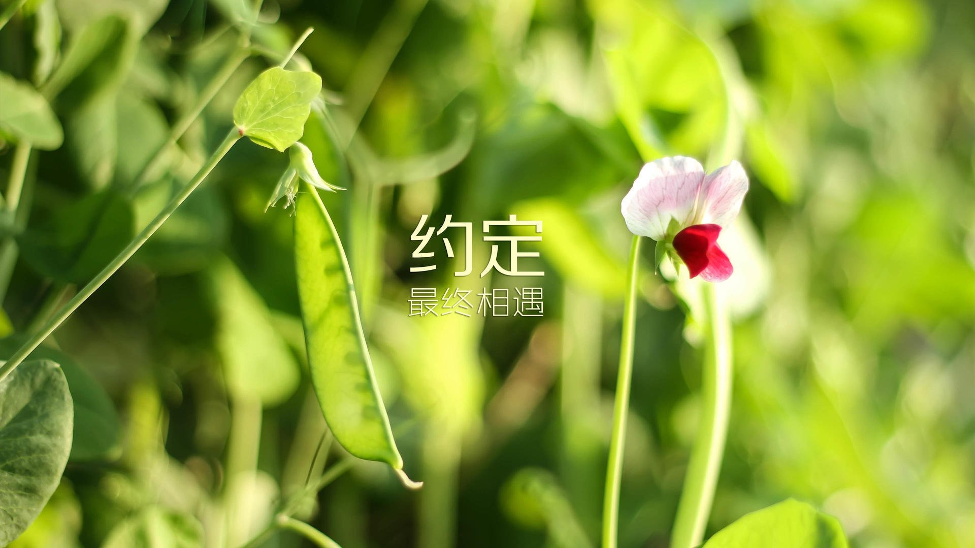 命运的齿轮再次咬合，2026，当碾压成为一种宿命，C罗以神迹重写世界杯历史独一页